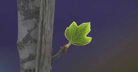 Single glowing green leaf at sunrise Stock Footage 102713524