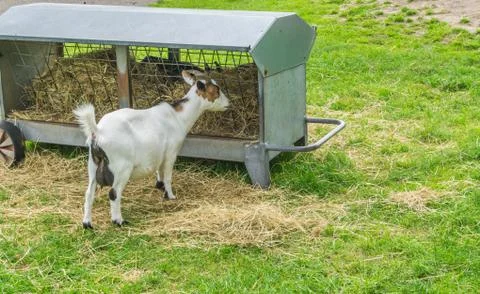 Single goat eating hay from the stack Stock Photos