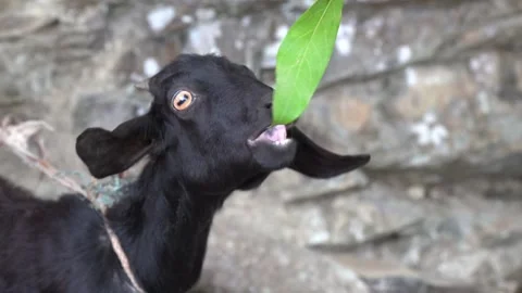 A single goat eating leaf Video stock 134527236