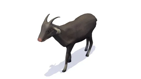 SINGLE GOAT WALKING AXO FRONT LEFT VIEW Vídeos de archivo 75413090