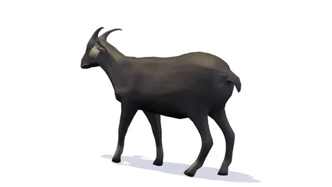 SINGLE GOAT WALKING BACK LEFT VIEW Vídeos de archivo 75409431