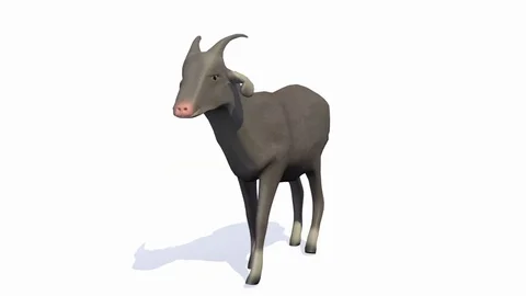 SINGLE GOAT WALKING FRONT LEFT VIEW Vídeos de archivo 75399436