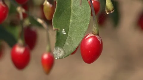 Single goji berry - wolfberry in focus Stock-Footage 42308191