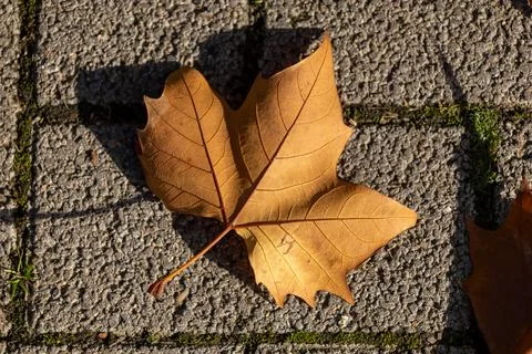 Single golden leaf rests on gray stone pavement Stock Photos