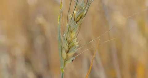 Single golden wheat ear with long awns in a dry field, 8K Stock Footage 339234536