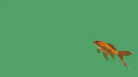 Single goldfish on green screen background 4k Stock Footage