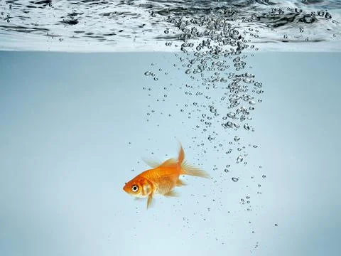Single Goldfish in Water with Bubbles Stock Photos