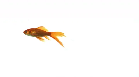 Single goldfish on white background 4k Vidéo 48961815