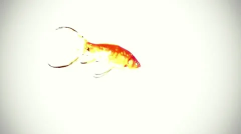 Single goldfish on white Stock Footage 10534989
