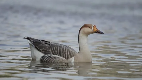 A single goose with brown and white feathers swims gracefully in calm water Vidéo 332580241