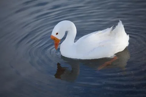 A single goose Fotos de archivo