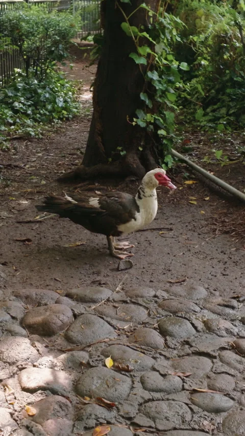 A single goose by the side of a pond Vídeos de archivo 343894436