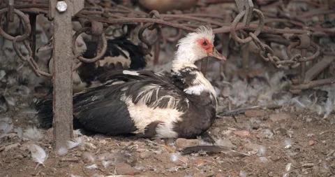 Single goose sitting Stock Footage 297580770