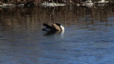 Single Goose in Water Stock-Footage 10738475
