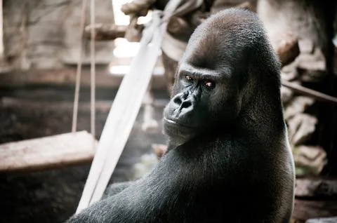Single gorilla sitting alone Stock Photos