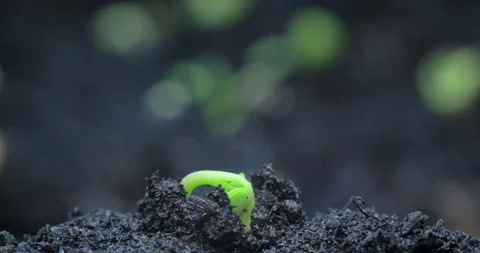 Single grain seedling grows in the foreground with other plants behind it Vidéo 158597909