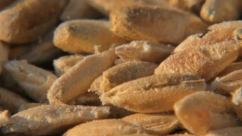 Single granary weevil on infested wheat , macro Stock Footage 334619851