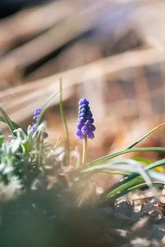 Single Grape Hyacinth Bloom Foto stock