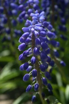 Single Grape Hyacinth Stock Photos