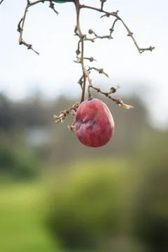 Single grape on stalk with tree in background Stock Photos