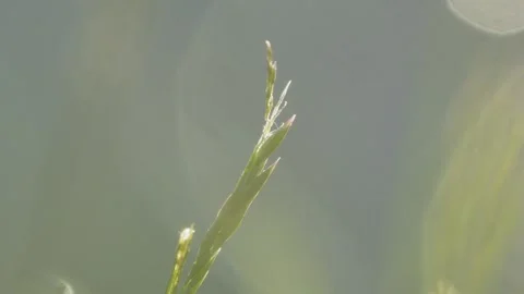 Single Grass Blade and Inflorescence in Soft Backlight - 4K Static Close-Up Vídeos de archivo 335259085