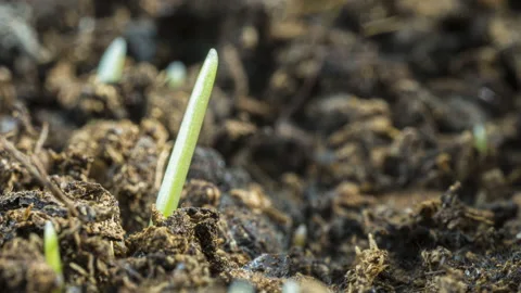 Single Grass blade bursting through soil timelapse growth macro spring macro Stock Footage 148331137