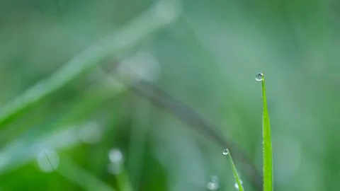 Single grass blade with a single drop of water on it. Concept of calm and tra Foto stock