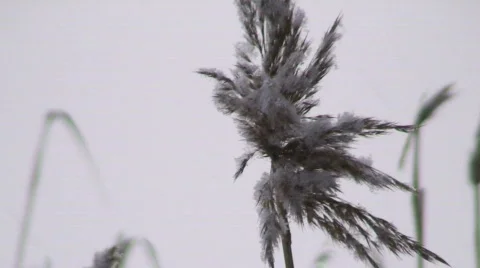 Single grass with snowing background Stock Footage 63346