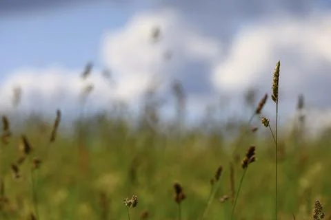 Single grass stem with blurred meadow and clouds 스톡 사진