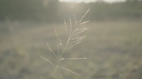 A Single grass with sunset lights Stock Footage 247531866