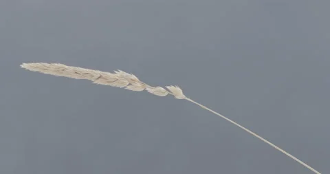 A single grass swaying in the wind in slow motion on a blue blurry background Stock Footage 150491638