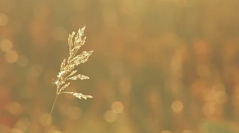 Single Grass Tassel in Sunlight - rack focus Stock Footage 8688924