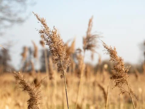 Single grasses growing on meadows next to fields Stock-Fotos