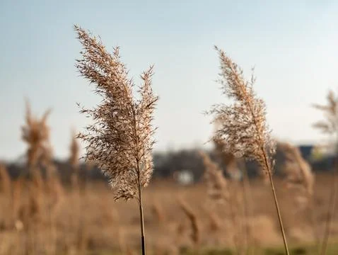 Single grasses growing on meadows next to fields Stockfoto's