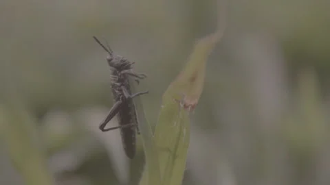 Single Grasshopper on a Blade of Grass Stock Footage 263014638