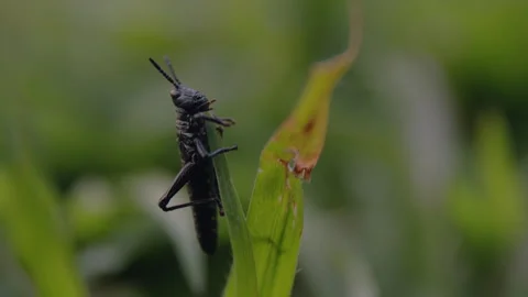 Single Grasshopper Climbing Up Blade of Grass Stock Footage 263004790