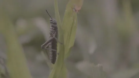 Single Grasshopper Climbing Up a Blade of Grass Stock Footage 263007320