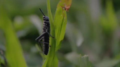 Single Grasshopper Sitting on a Blade of Grass Stock Footage 263004793