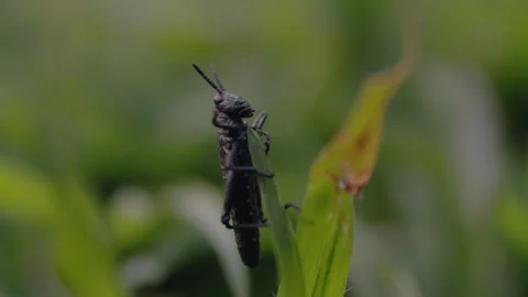 Single Grasshopper Sitting on a Blade of Grass Stock Footage 263004938