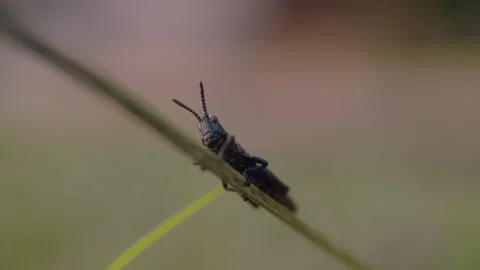 Single Grasshopper Sitting on a Blade of Grass Stock Footage 263005201