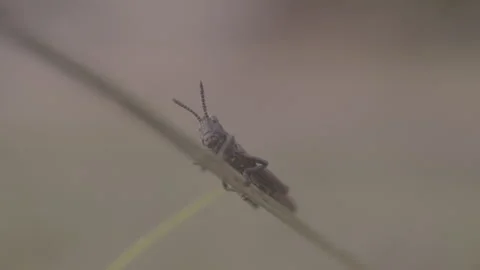 Single Grasshopper Sitting on Blade of Grass Stock Footage 263006877