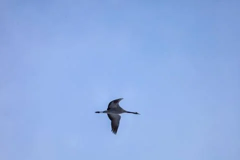 A single gray crane bird flying gracefully across a clear blue sky Stock Photos
