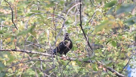 Single gray dove sits on a tree branch, spring, autumn weather Stock Footage 114687868