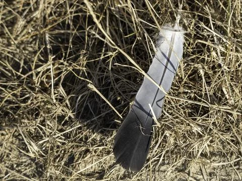 Single gray feather rests on dry grass Stock Photos