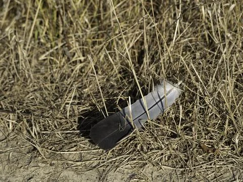 Single gray feather rests on dry grass Stock Photos