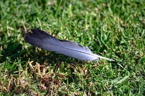 Single gray feather rests gently on vibrant green grass Stock Photos