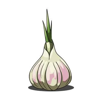 Single gray garlic isolated on white background Stock Illustration
