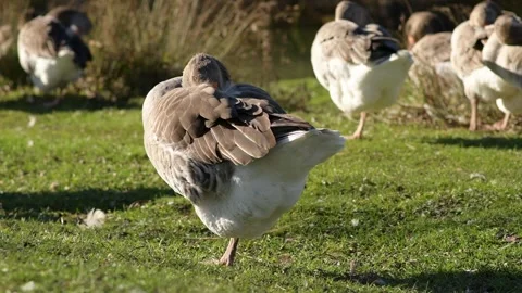 Single gray goose standing on one leg with head tucked, flock in background 库存影片 297790693