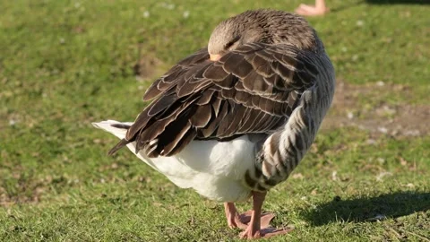 Single gray goose standing on one leg with head tucked on green grass 库存影片 297790697