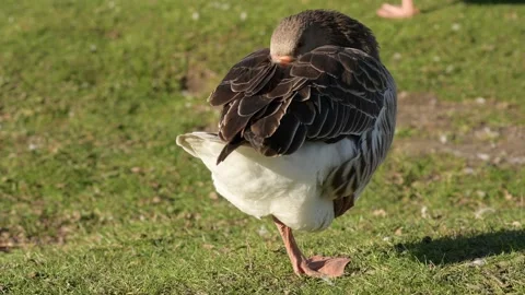 Single gray goose standing on one leg with head tucked on green grass Vidéo 297790743